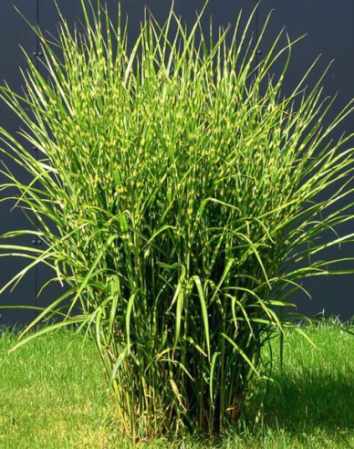 Ozdobnica čínska ’Zebrinus’