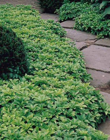 Pachysandra vrcholová