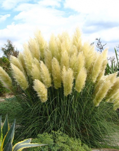 Pampová tráva "White Plume"