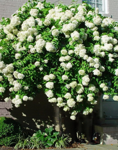 Hortenzia metlinatá ´Grandiflora´