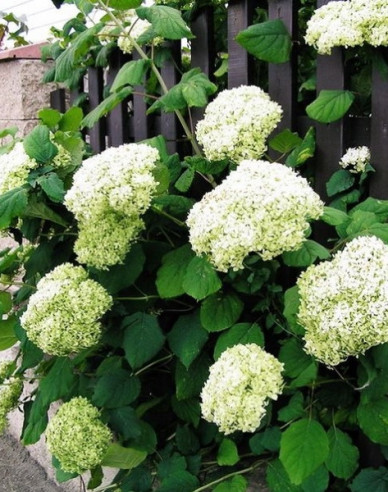 Hortenzia metlinatá ´Grandiflora´