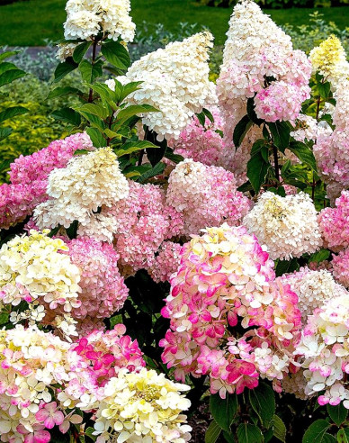 Hortenzia metlinatá ´Sundae Fraise´