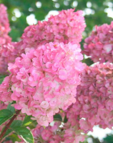 Hortenzia metlinatá ´Sundae Fraise´