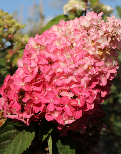 Hortenzia metlinatá ´Sundae Fraise´