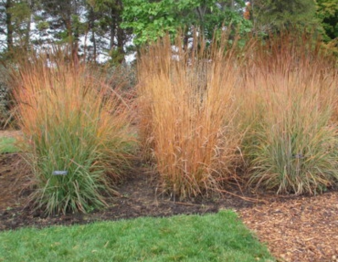 Sorghastrum nutans ´Indial Steel´