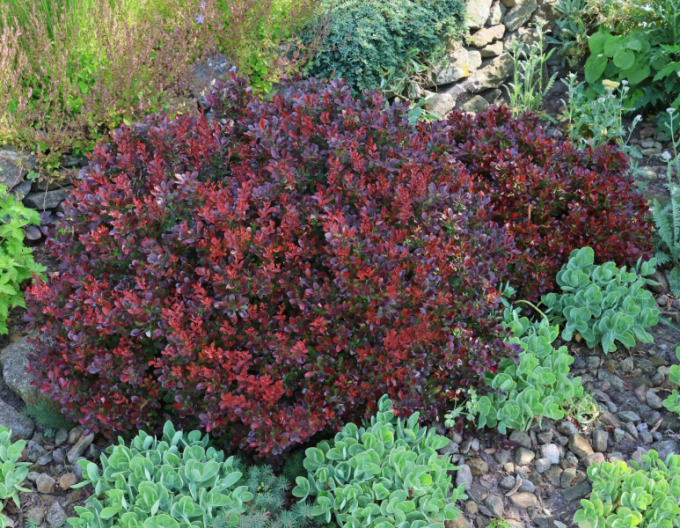 Dráč Thunbergov ´Bagatelle´ 5l