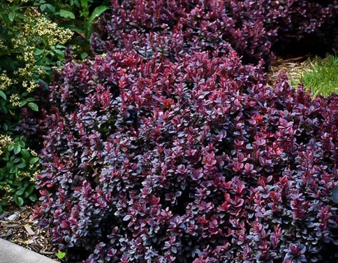 Dráč Thunbergov ´Concorde´ 5l