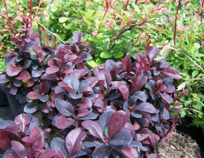 Dráč Thunbergov ´Concorde´ 5l