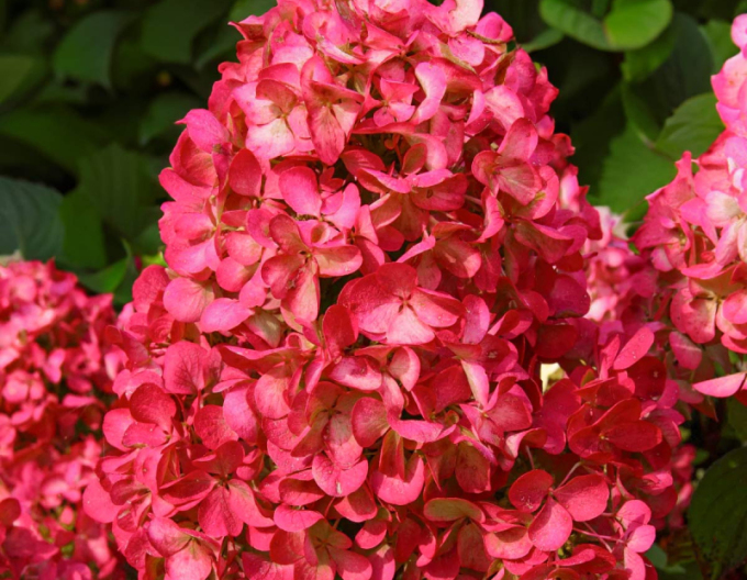 Hortenzia metlinatá ´Wim´s Red´