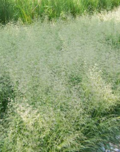 Kraslica prostredná