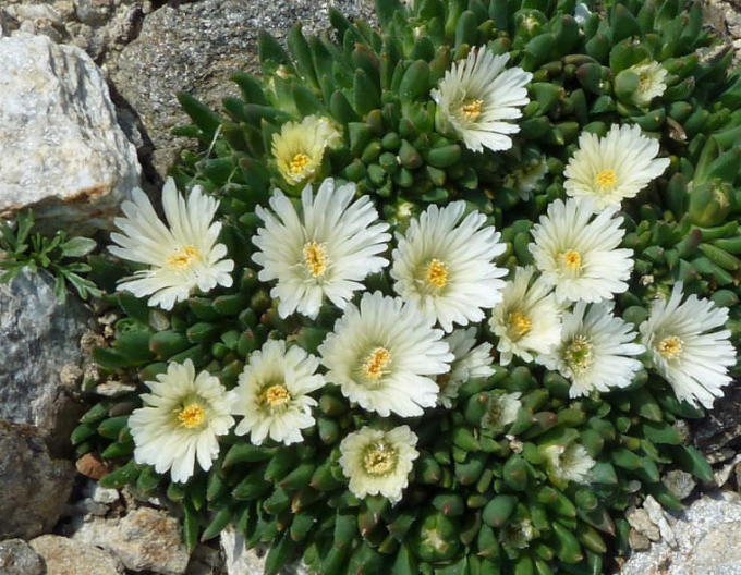 Delosperma ’White Nugget’
