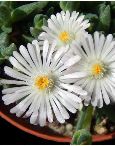 Delosperma ’White Nugget’