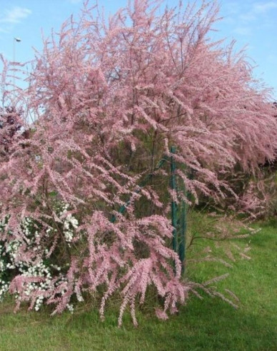 Tamariška