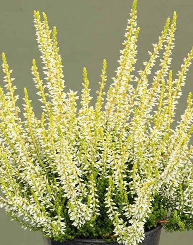 Vres obyčajný ´Sarah´