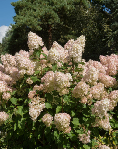 Hortenzia metlinatá ´Phantom´