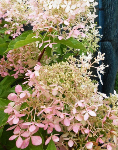 Hortenzia metlinatá ´Phantom´