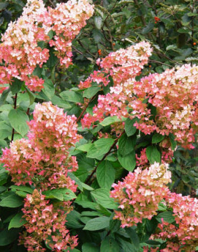 Hortenzia metlinatá ´Pink Diamond ´