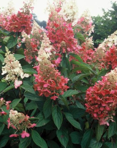 Hortenzia metlinatá ´Pink Diamond ´