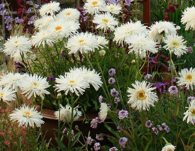Margaréta  ’Aglaia’