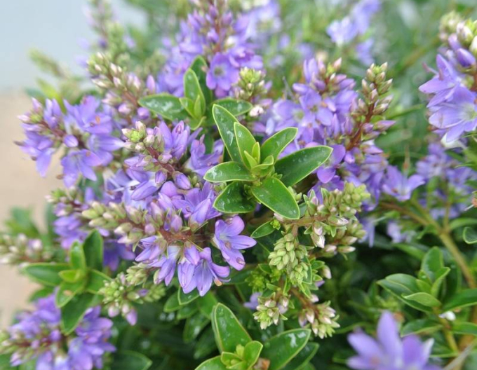 Hebe ´Garden Beauty Blue´