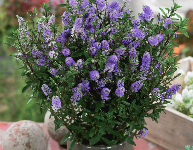 Hebe ´Garden Beauty Blue´