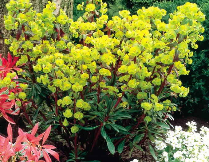 Mliečnik ’Purpurea’