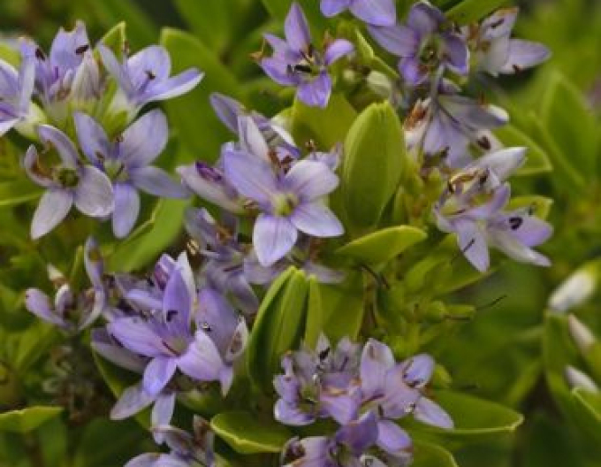Hebe ´Summer Blue´