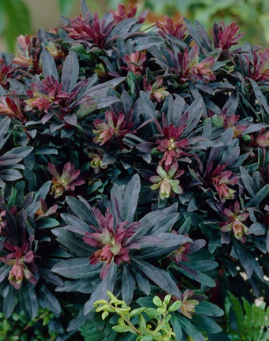 Mliečnik ’Purpurea’