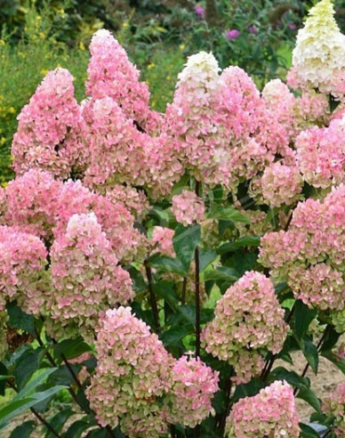 Hortenzia metlinatá ´Fraise Melba´ na kmienku
