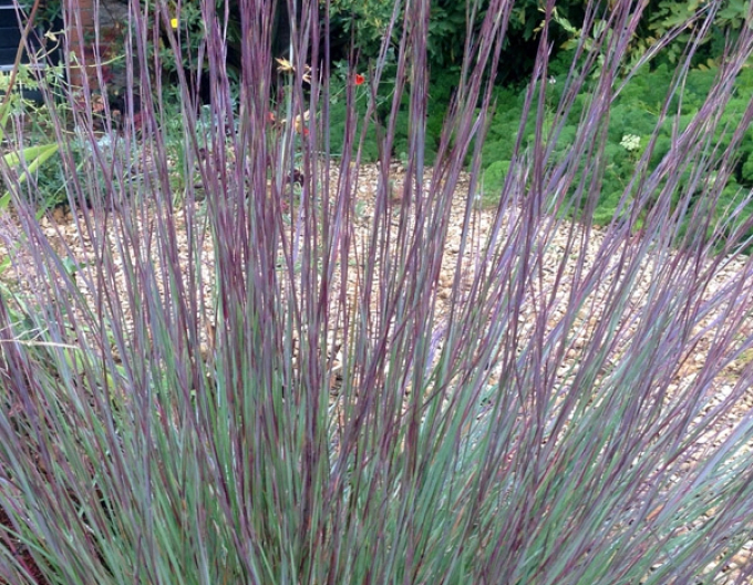 Fúzatka ’Prairie Blues’