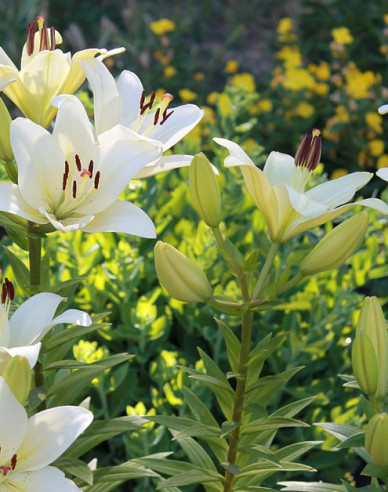 Ľalia biela liečivá  ´Sw. Antoniego´