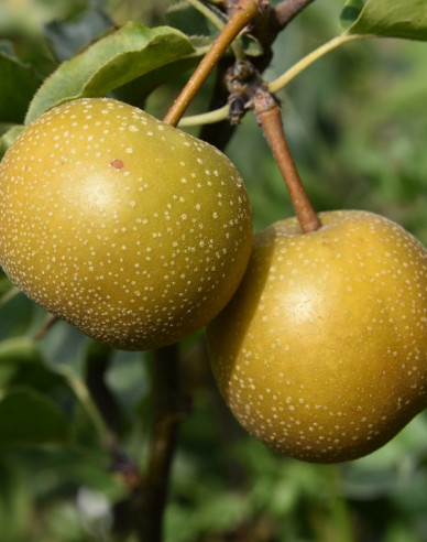 Ázijska hruška ´Hosui´ letná, podp. Hruška planá, voľnok.