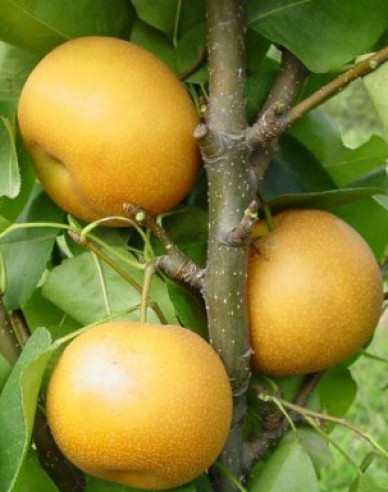 Ázijska hruška ´Hosui´ letná, podp. Hruška planá, voľnok.