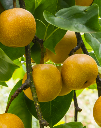 Ázijska hruška ´Nijisseiki´ letná, podp. Hruška planá, voľnok.