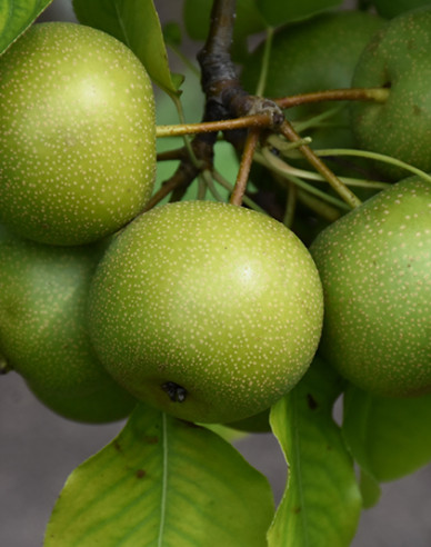 Ázijska hruška ´Nijisseiki´ letná, podp. Hruška planá, voľnok.