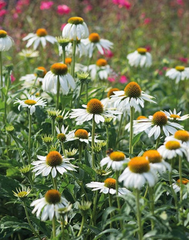 Echinacea ´White Swan´