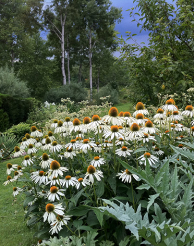 Echinacea ´White Swan´