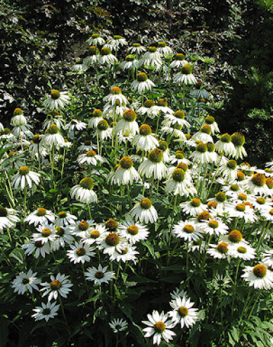 Echinacea ´White Swan´