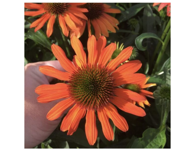Echinacea purpurea ’Lakota Orange’