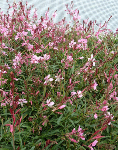 Gaura ´Gaudi Pink´