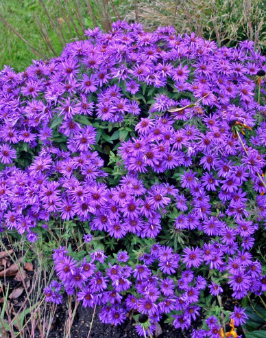 Astra  ´Purple Dome ´