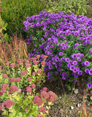 Astra  ´Purple Dome ´