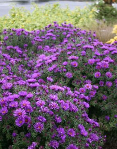 Astra  ´Purple Dome ´