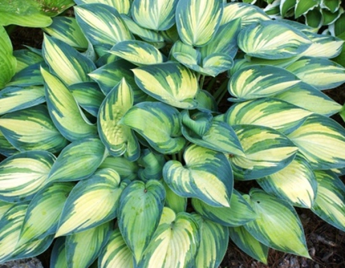 Hosta Funkia ´June´