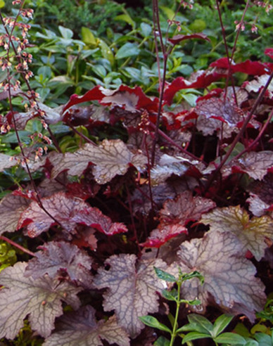 Heuchera Palace Purple