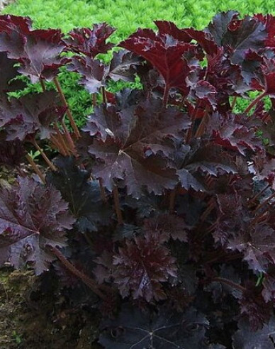 Heuchera Palace Purple