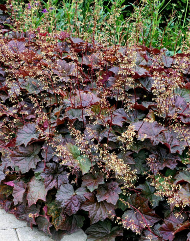 Heuchera Palace Purple
