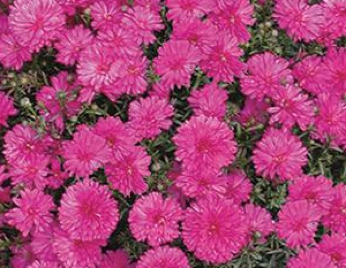 Astra Henry I. Pink