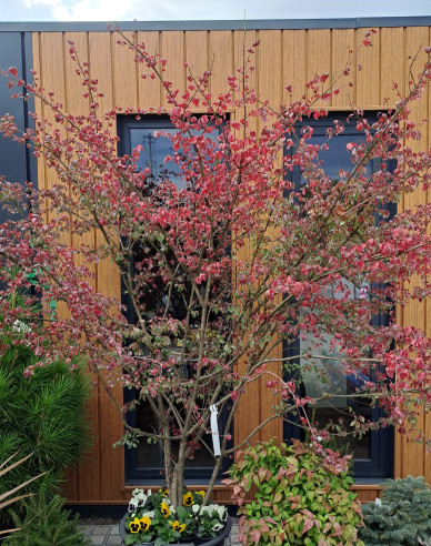 Bršlen krídlatý ´Compactus´ 180 - 200cm