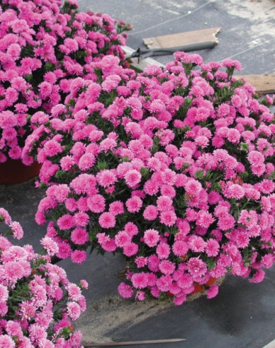 Astra Henry I. Pink